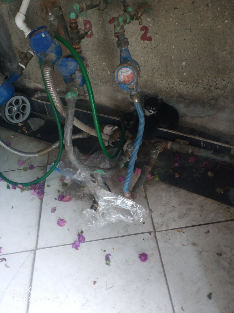 Bu iki yavruya ACİL yuva arıyoruz,anneleri zayıf ve hasta üçününde gözleri hafif akıyor kıştan dolayı,bir smokin bir siyah yavru kardeş kediler :(( lütfen paylaşın İZMİR