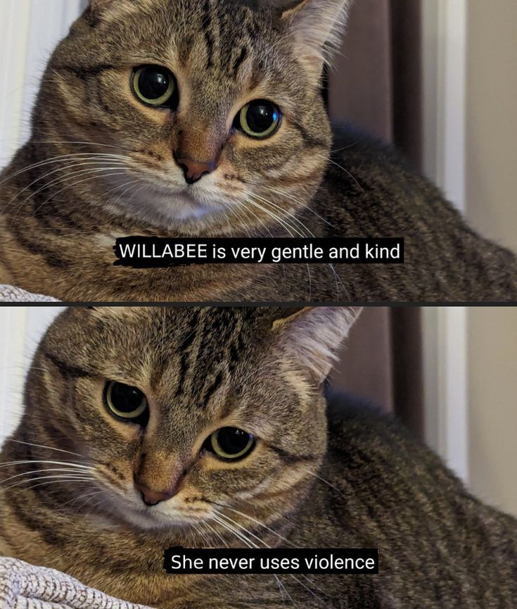 She should be president