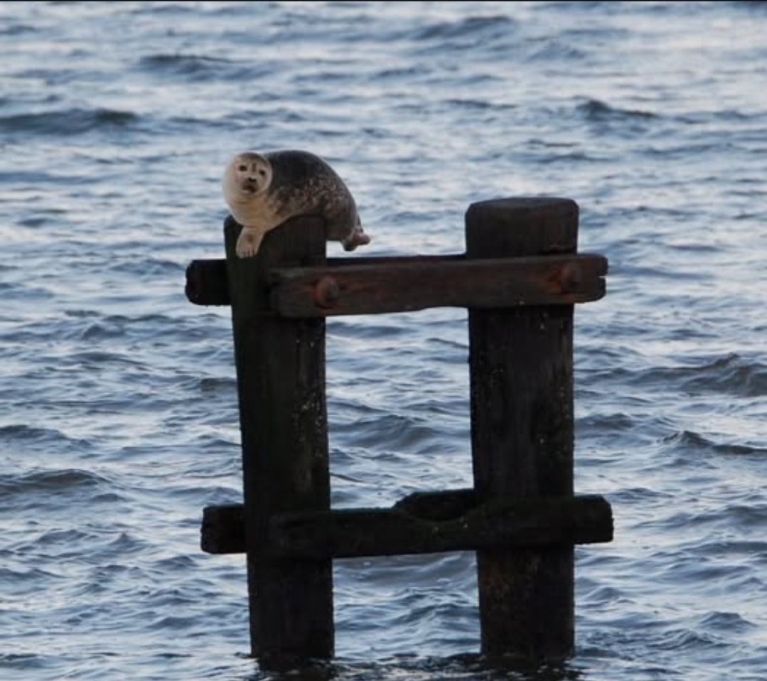 Partyface1 tweet media