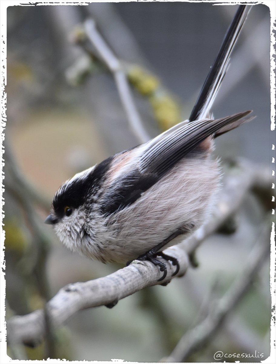 🐦 Mallerenga cuallarga 💚
30/11/25