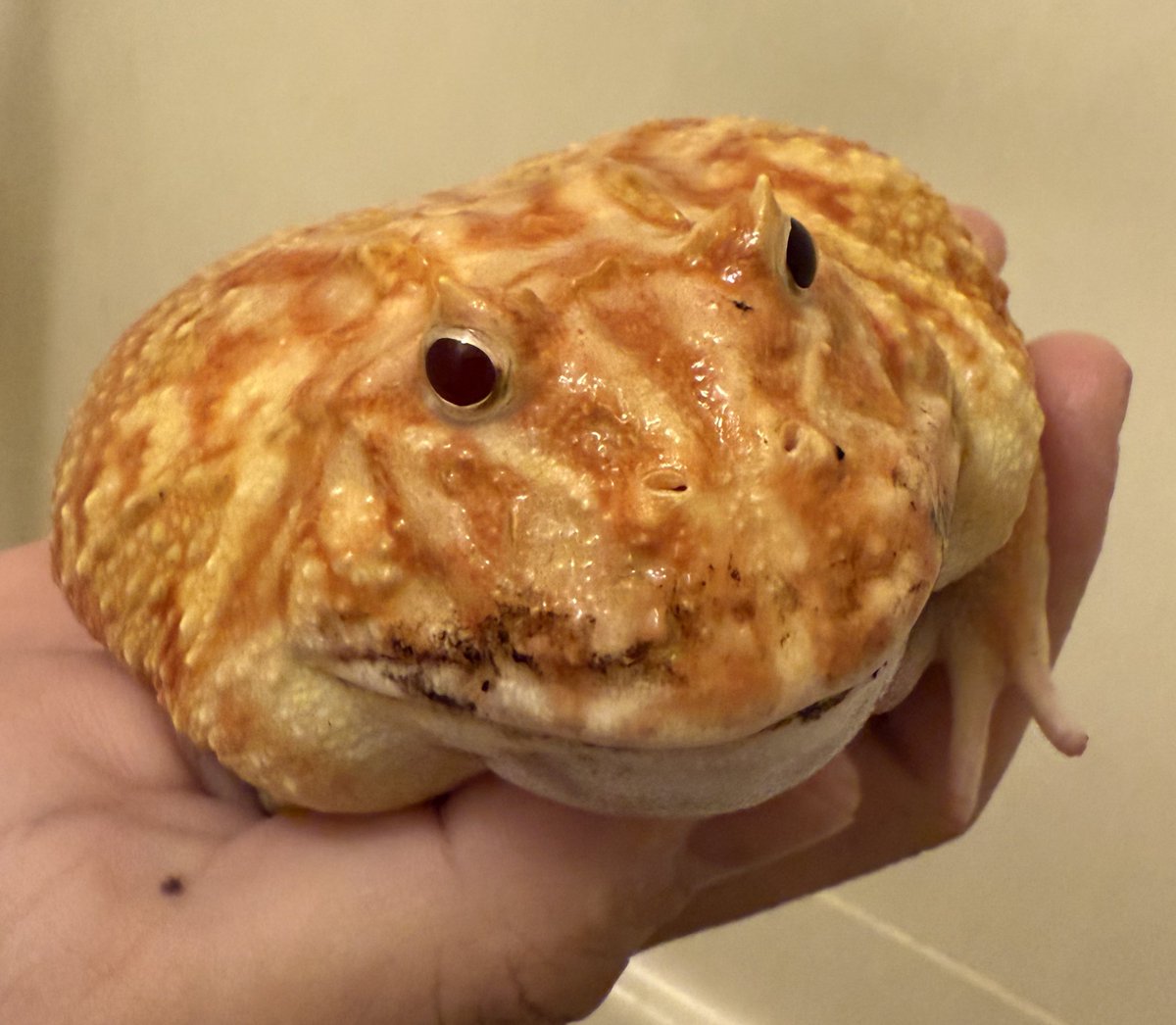 りあくま りあくま (@R14KUM4_EL1N4) / Posts / X