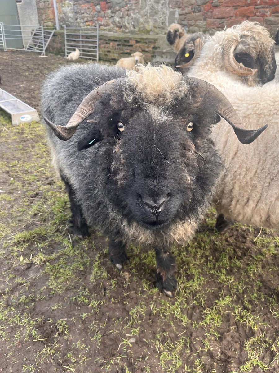 Arnbeg's tweet photo. It was footbath day yesterday… was dark by time we were finished 😳
#arnbegfarmstayscotland #footbath #petsheep https://t.co/6QCI8kjtO3