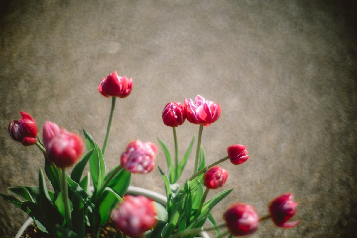 yakatagirl's tweet image. 