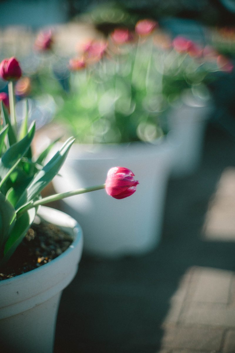 yakatagirl's tweet image. 