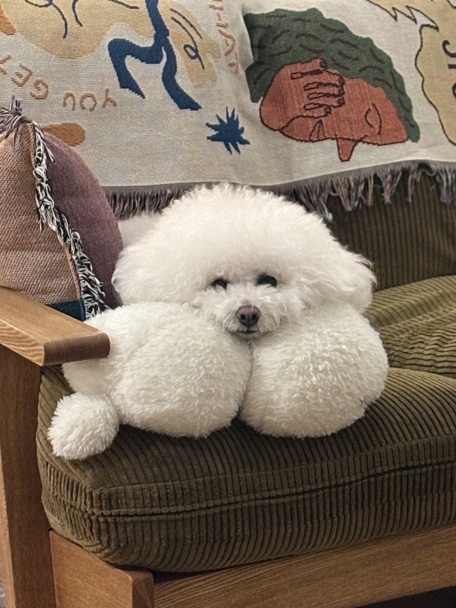 bichonpun's tweet image. 風呂から出たら白玉の妖精いた