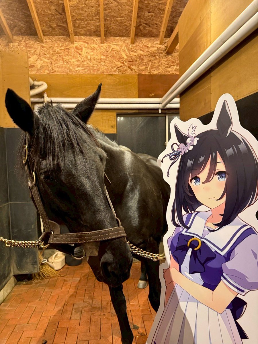 Versailles_Farm's tweet image. 📣 クラウドファンディング最終日 📣
【終了まで 残り6時間】

ご支援総額
77,000,000円 を突破しました！

本当に、本当にありがとうございます。
ひとつひとつのご支援が、
確実に馬たちの「これから」につながっています。

そして昨日、今日は、…