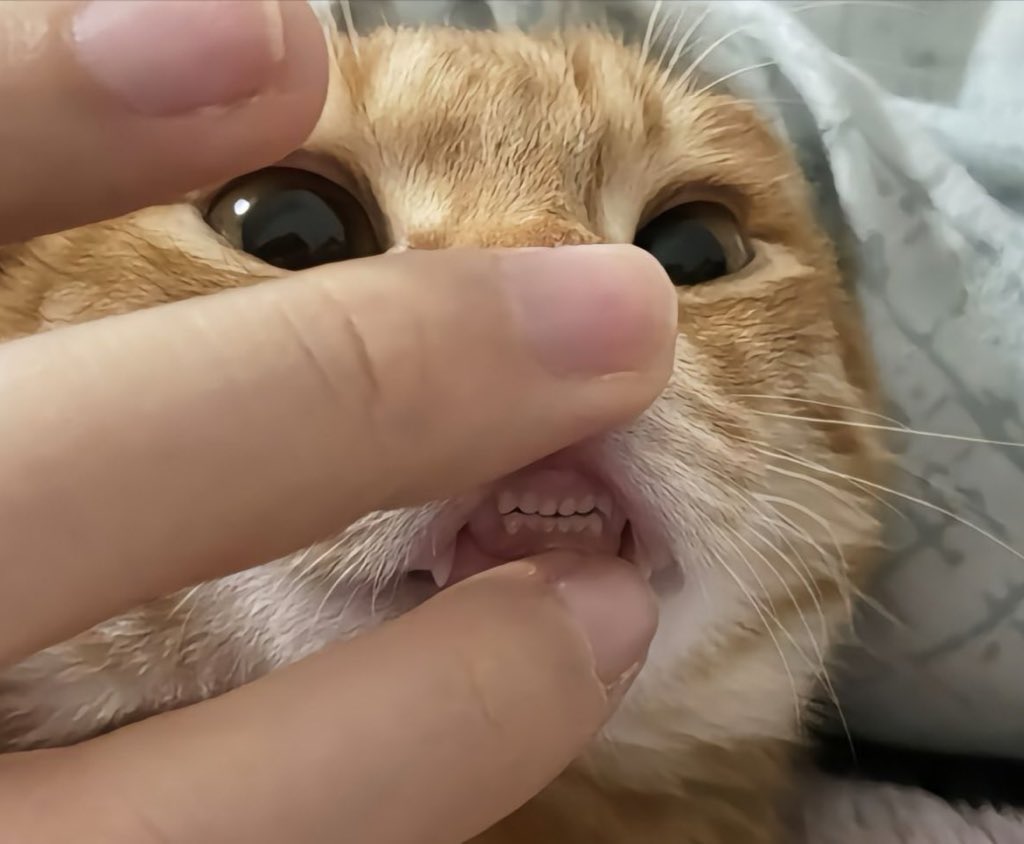 nopemex's tweet image. 😺🦷‧⁺◟( ᵒ̴̶̷̥́ ·̫ ᵒ̴̶̷̣̥̀ )