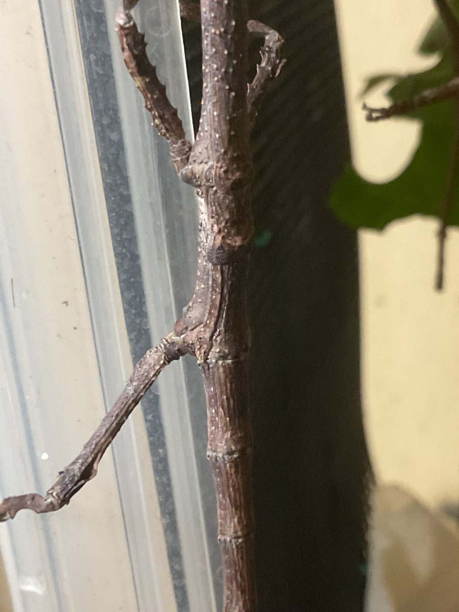 hajitan06211's tweet photo. Achrioptera manga
アクリオプテラマンガ
次で行けるかな?羽化😆
#アクリオプテラマンガ #ナナフシ #AchriopteraManga #StickInsect #Phasmid #Phasmatidae https://t.co/C4JQOz8PNz