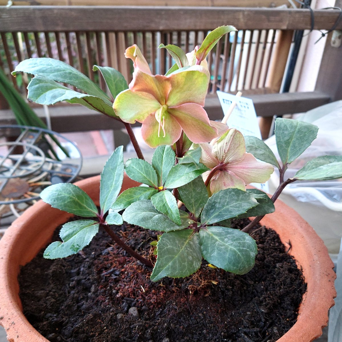 お正月の花を買いに行った農協で、クリスマスローズの苗を悩みに悩み