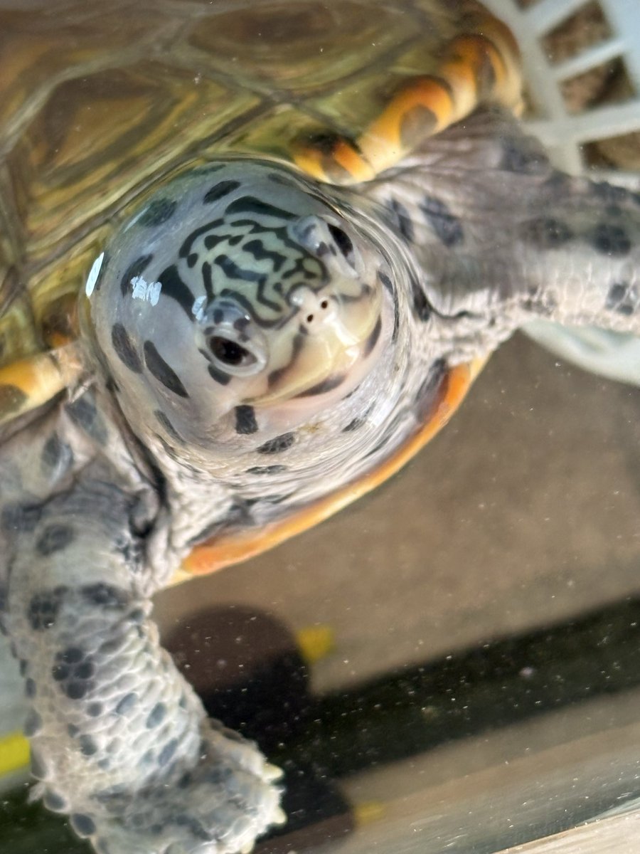 今年の大掃除もほぼ完了🧹
カメ部屋の掃除もしっかり行えました🐢✨

#ダイヤモンドバックテラピン
#DBT
#カロリナ