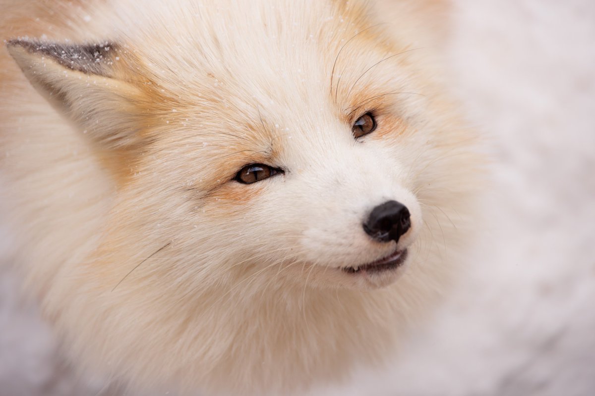 LIA🦊🔖へっぽこ tweet media