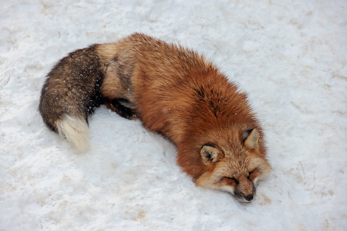 LIA🦊🔖へっぽこ tweet media