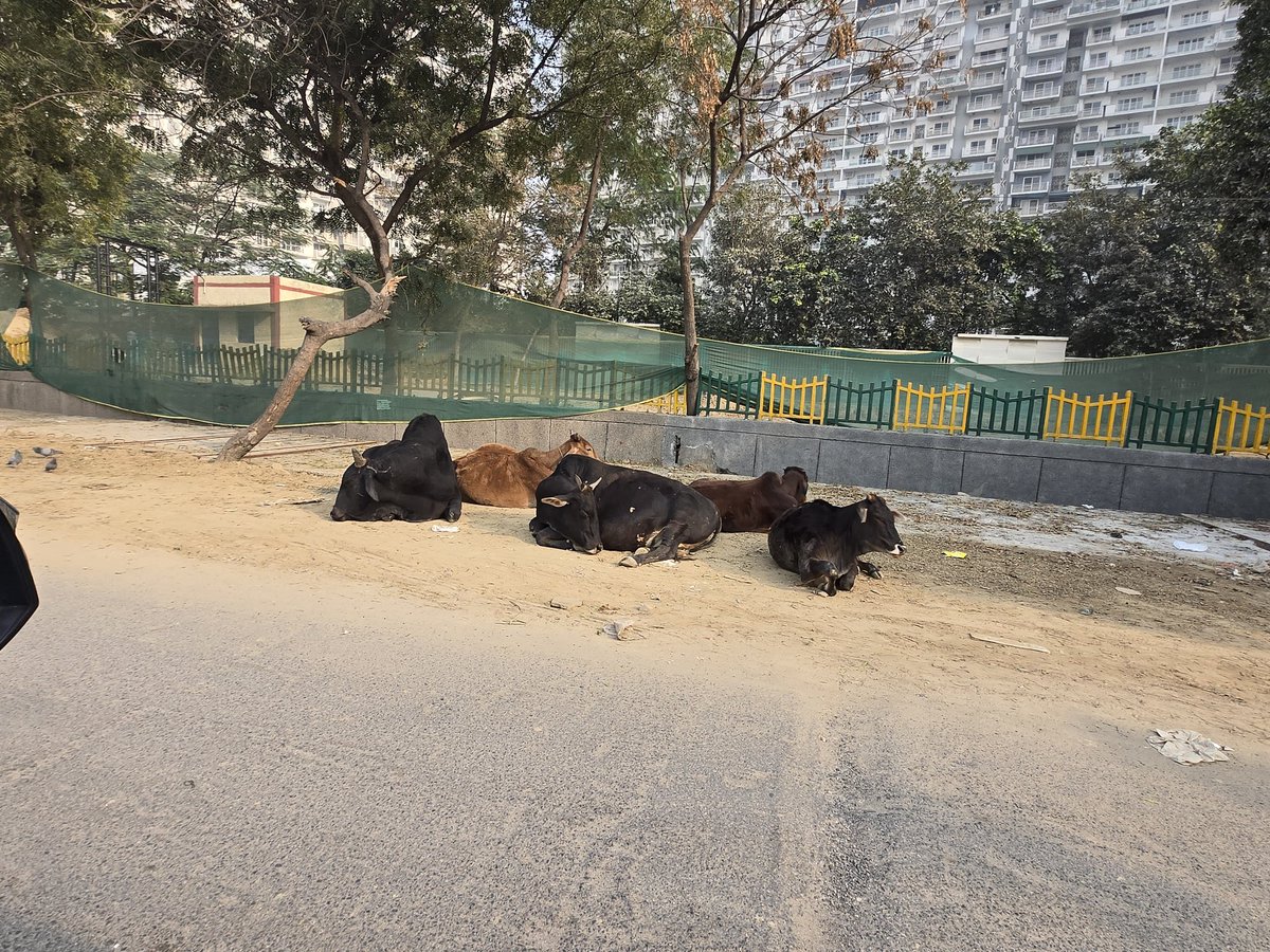AnubhavGupta009's tweet photo. @CeoNoida @noida_authority @InduPrakashPCS We have regular presence of old Cows and Bulls at Prateek Edifice,  Sector 107. These should be moved to safer location https://t.co/um3Uw1QPn3