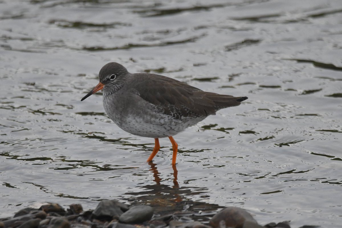 nealesmithworld's tweet photo. Redshank
Bude Cornwall γγ
#Bude #Cornwall
#Redshank https://t.co/yiE9RgNc9u