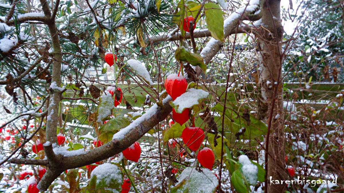 KarenBisgaard1's tweet photo. https://t.co/nzP2gq2mql
#groundcherry #snow #naturephotography https://t.co/oe4jR805BG