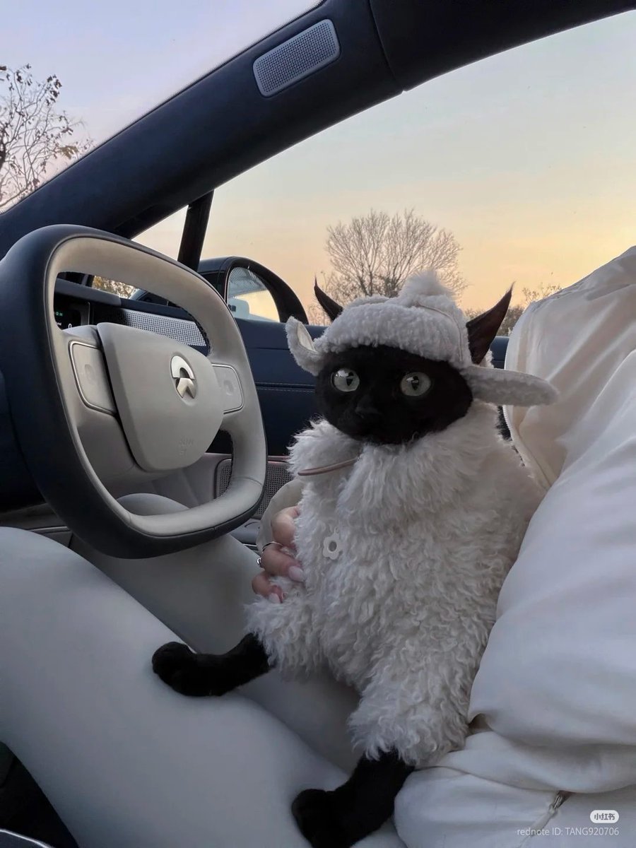 nocontextscats's tweet image. 🐑