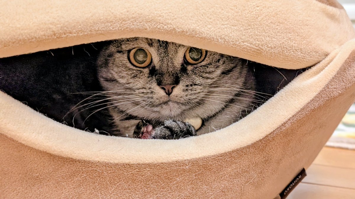 ねこさん⚡(ΦωΦ) (@catnap707) / Posts / X