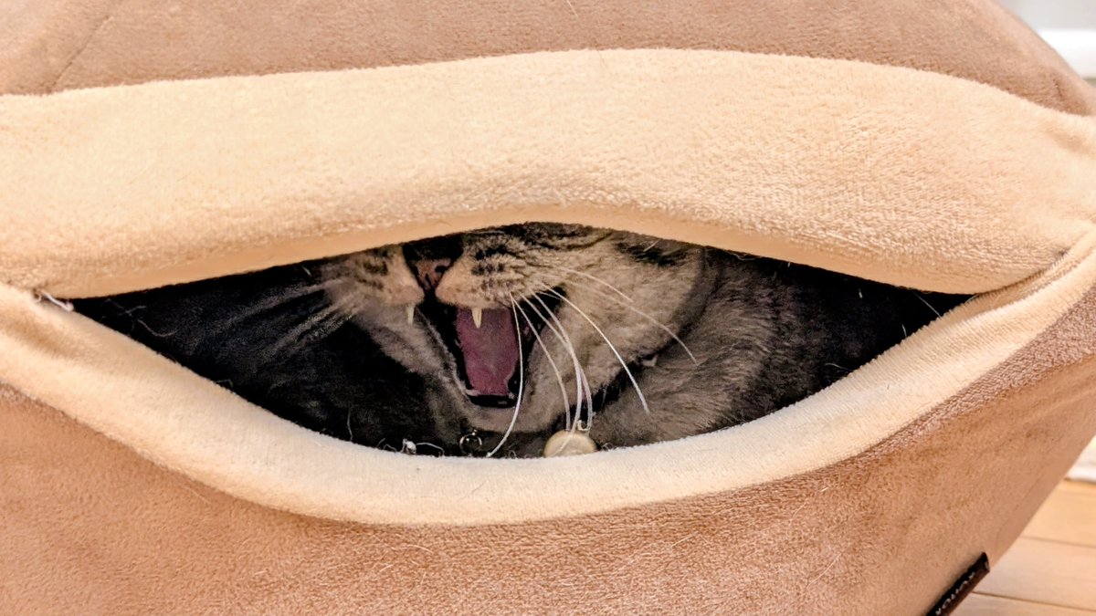 namiさま確認ページ♡ ねこさん⚡(ΦωΦ) (@catnap707) / Posts / X