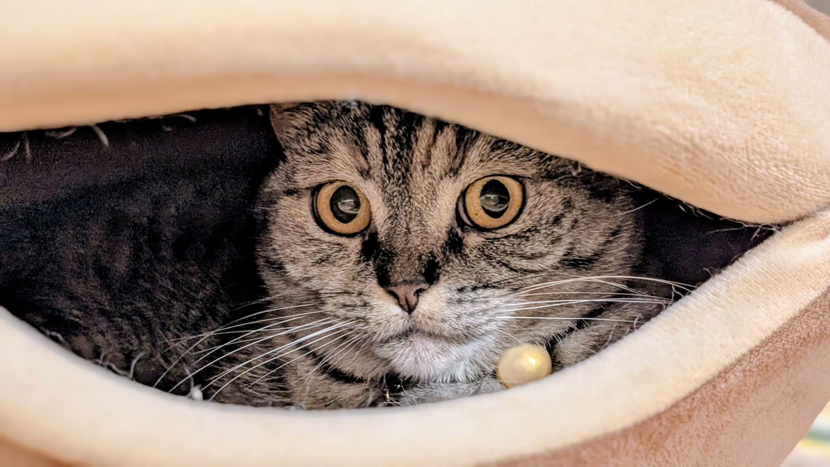 ねこさん⚡(ΦωΦ) (@catnap707) / Posts / X