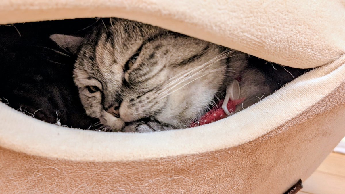 ねこさん⚡(ΦωΦ) (@catnap707) / Posts / X