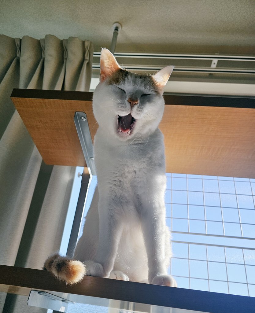 藍 @「ヲタ夫婦保護猫をお迎えする」9/7発売 (@ai_indigopro) / Posts / X