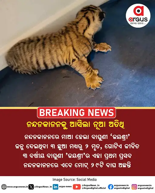 ArgusNews_in's tweet photo. #ନନ୍ଦନକାନନରେ_ବାଘଛୁଆ_ଜନ୍ମ
ନନ୍ଦନକାନନରେ ବାଘୁଣୀ ଜୟଶ୍ରୀର ୩ଟି ଶାବକ ପ୍ରସବ
୩ ଶାବକଙ୍କ ମଧ୍ୟରୁ ୨ଟି ମୃତ, ଗୋଟିଏ ଜୀବିତ ସୂଚନା
ମାତ୍ର ୩୪ ମାସ ବୟସରେ ଶାବକ ପ୍ରସବ କରିଛି ବାଘୁଣୀ ଜୟଶ୍ରୀ
#ArgusDigital #nandankananzoologicalpark #tigercubs #Bhubaneswar #argusstaticpost #ArgusUpdate https://t.co/RbgGicfyVO