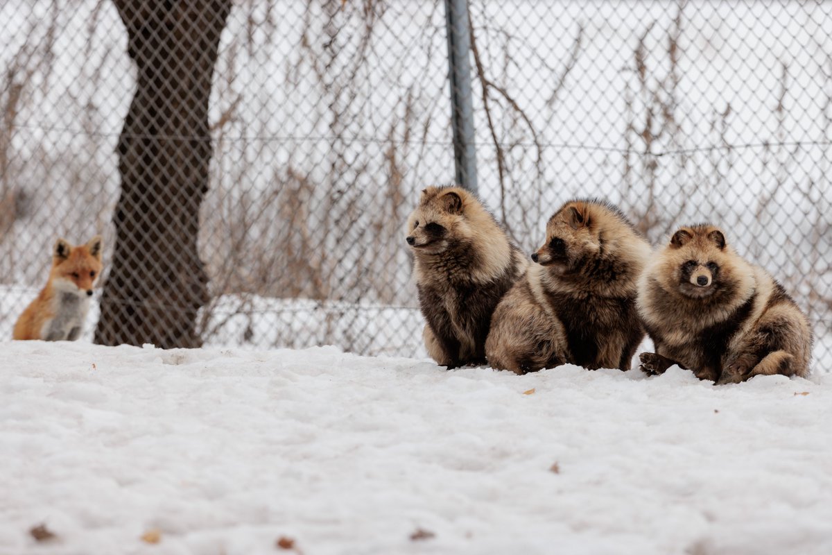 LIA🦊🔖へっぽこ tweet media