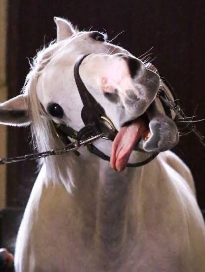 堕落猫 tweet media