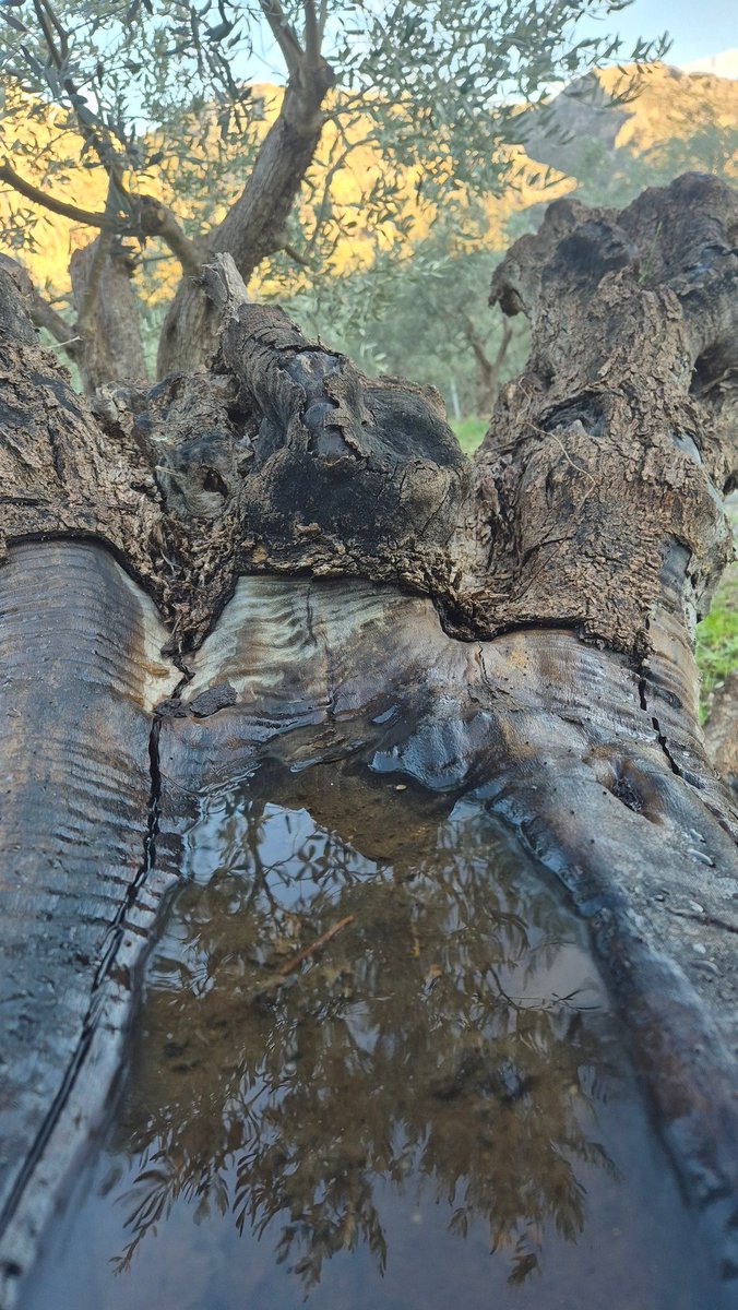 '
Gölgesi uzun bir ağacın 
damarlarındaki su'yum.. / Sayra

📷 SayraT.