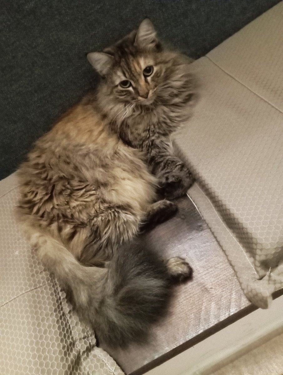 🤙 Santiago tweet media