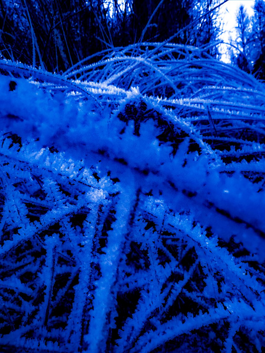 villvilje tweet media