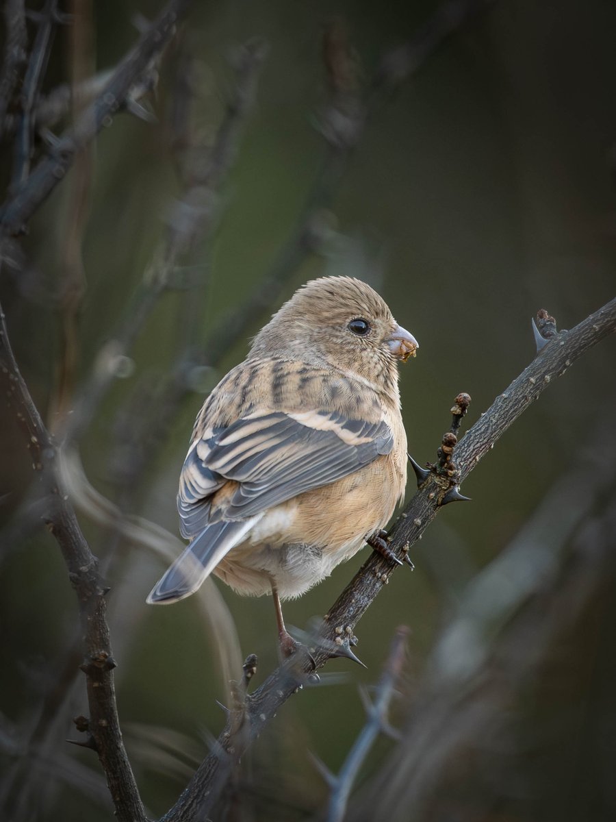 モグモグ
＃ベニマシコ　12月28日撮影(OM-1)