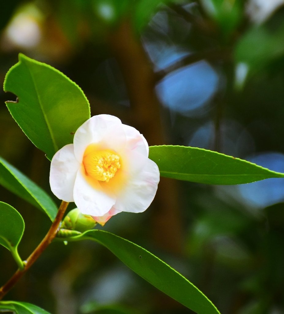 miyomiyomiyo345's tweet image. 「みよアルバム📷」

椿☆

『初雁』

12/23  皇居東御苑にて…📷

#photography 
#photo 
#写真で伝えたい私の世界