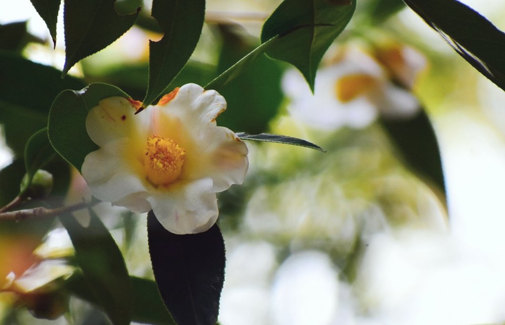 miyomiyomiyo345's tweet image. 「みよアルバム📷」

椿☆

『初雁』

12/23  皇居東御苑にて…📷

#photography 
#photo 
#写真で伝えたい私の世界