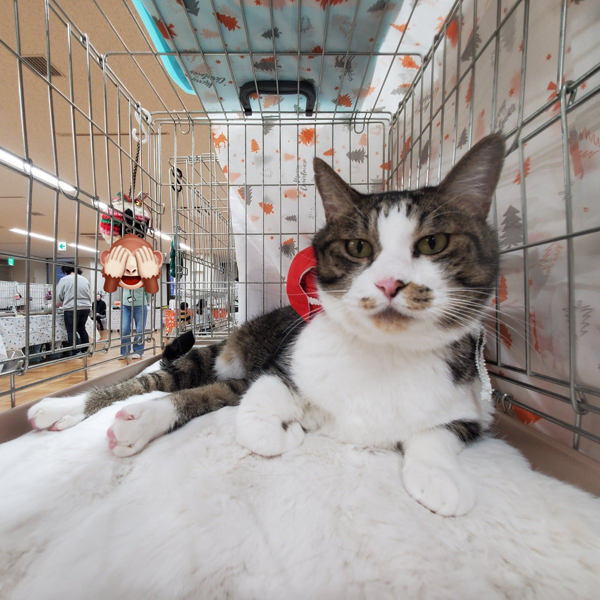 僕は体重8kg、8才の保護猫オバマ😸 今年も頑張ったけど保護猫卒業でき