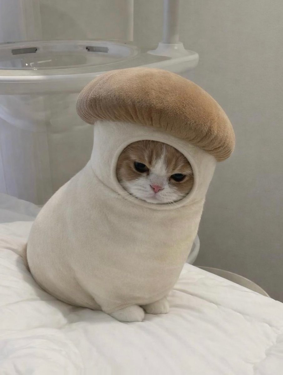 Cats for Happiness. (@joyfullcat) on Twitter photo 