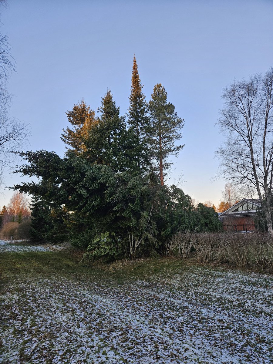 Hannes järjesti pientä puhdetta takapihalle. Enkä ole ainoa, mt-sahojen ääniä kuului joka puolelta.