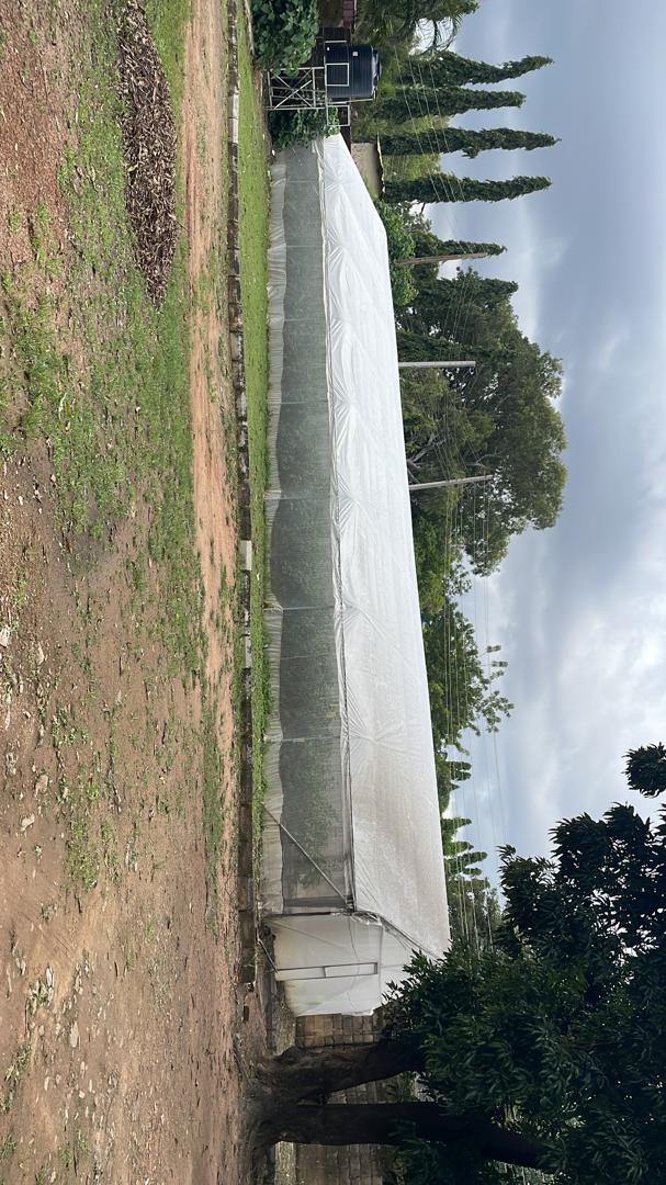 mukky_kuta's tweet photo. @MrPeakFX Make it N6m. 
-Build a moderate 8by24m greenhouse
-Nursery 500 bags of redjet Bellpeppers
-Harvest 100-200kg weekly for 8 weeks straight. 
- Sell @N5000/kg x100kg weekly
Do this repeatedly 2-3 times a year.
Enjoy. 

Contact @Hydro_Farms for more. https://t.co/pB6oubCy1q