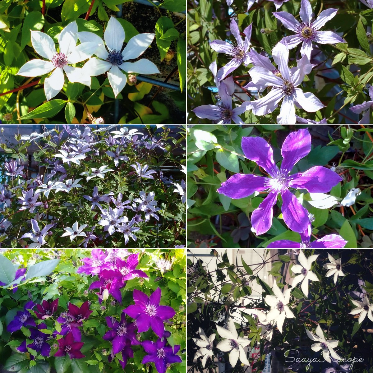 花y…ページです•*¨*•.¸¸☆ フロックスの花言葉（誕生花、英語、季節） | 花言葉-由来