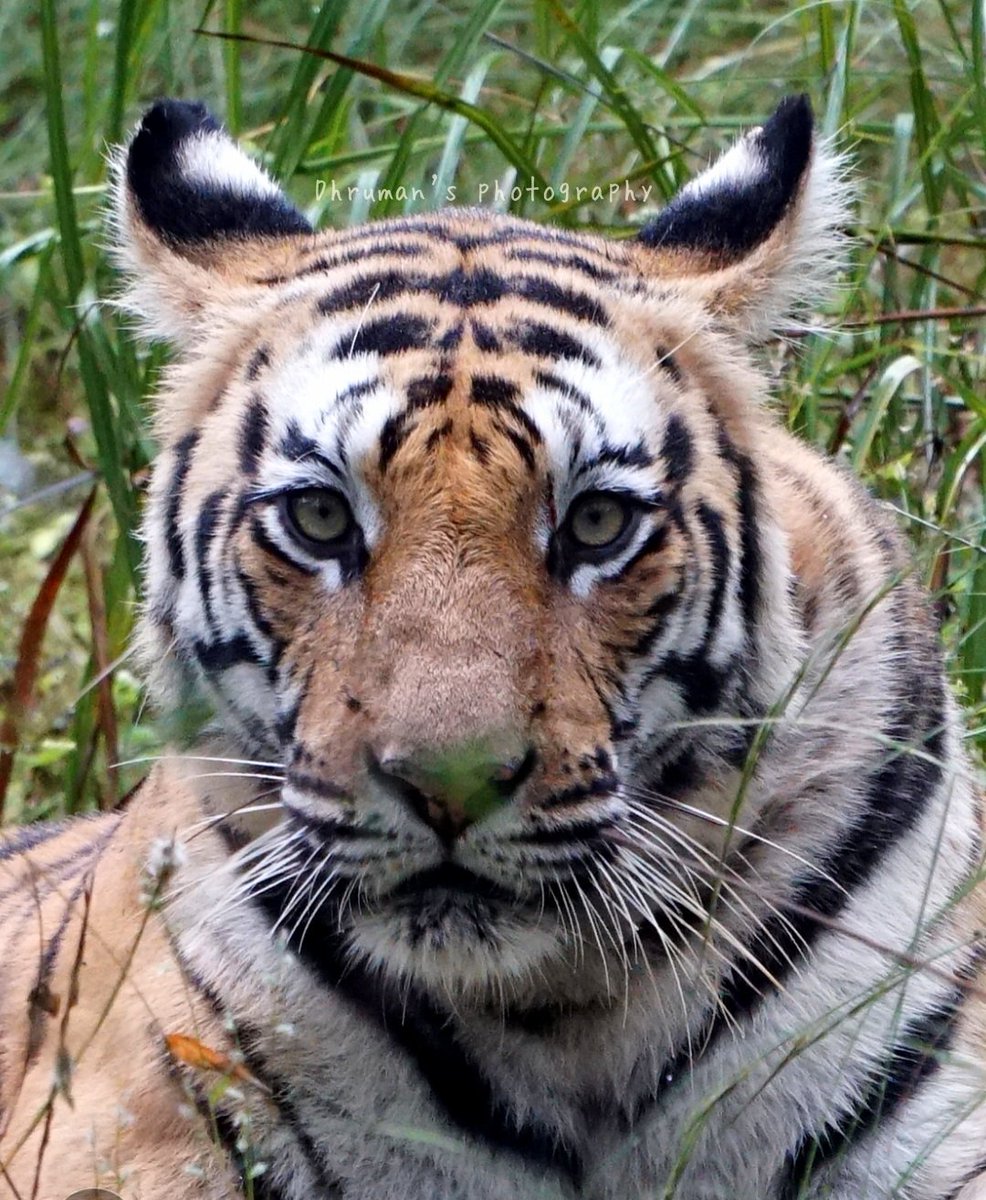 dhruman39's tweet image. His #eyes could #kill you thousand #times!!😘
#tiger is real #boss!
#bandhavgarh 

#Killer #predator #bigcats #TigerPride #tigerking #killerinstinct 
#dhrumannimbalephotography 
#bandhavgarhnationalpark #bandhavgarhdiaries