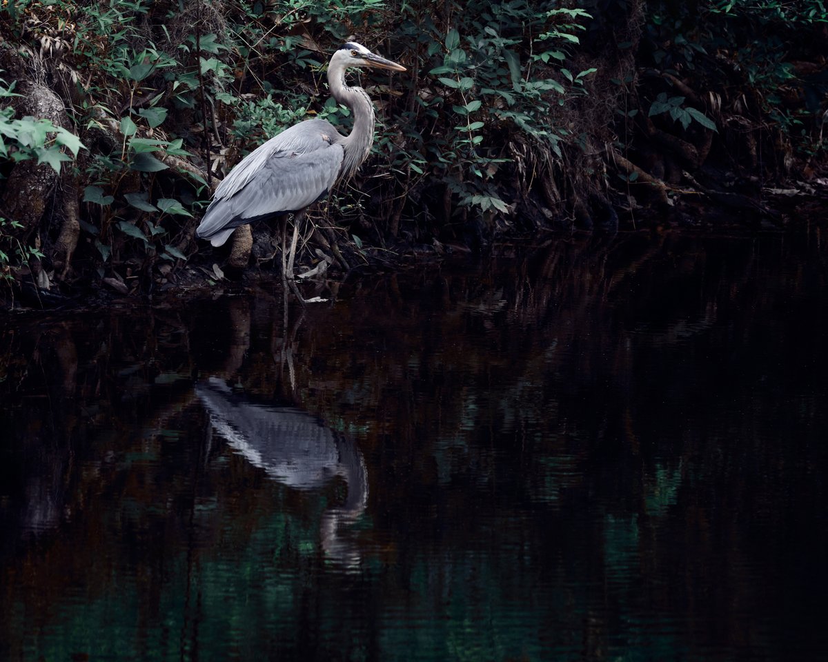 lowbassphotog's tweet photo. Imagine having your own fishing hole.
#greatblueheron #ardeaherodias #photography #wildlifephotography #animalphotography #bird #birdphotography #avian #naturephotography #wildlife #outdoorphotography #discoverwildlife #apppicoftheweek #canonfavpic #captureone https://t.co/0Oq1wTQ2vQ