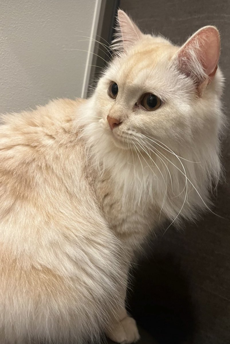 ウチの猫を見守ってもらうアルバイトを募集します！🐈

・猫に餌をあげる
・猫の水を入れる
・猫のトイレを注ぐ
・猫と仲良くなる

どうしても家を空けないといけない時に、定期的にお願いしたいです！

興味ある方、連絡ください！🙇‍♂️

名前は、「オリくん」です！人懐っこいです

ブォオオオオオオ🐈