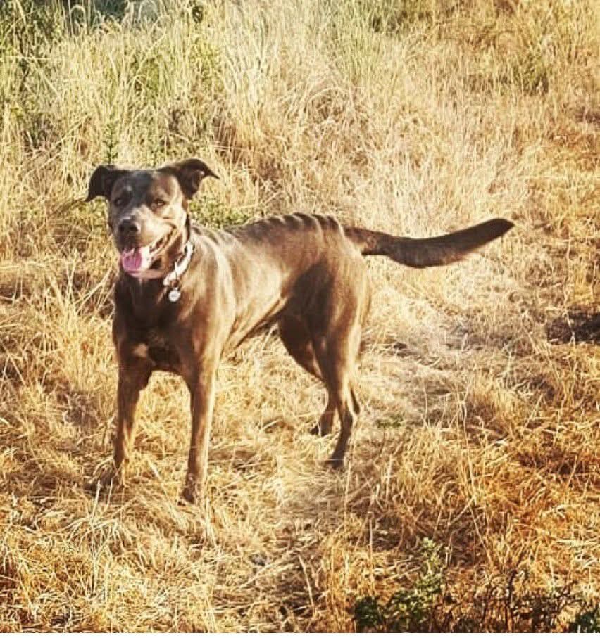 san0255's tweet photo. Happy Birthday to my best friend,  11 years old today🎉🥳🐶♥️ https://t.co/xJcL5Va6BY