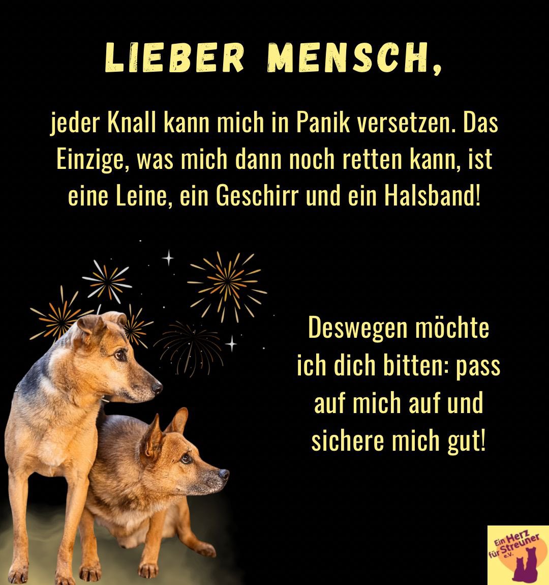 Herz_Streuner's tweet image. 🧨 Morgen beginnt der Verkauf von Feuerwerkskörpern! 

Und Eure Fellnasen haben eine Bitte…

#silvester #newyear