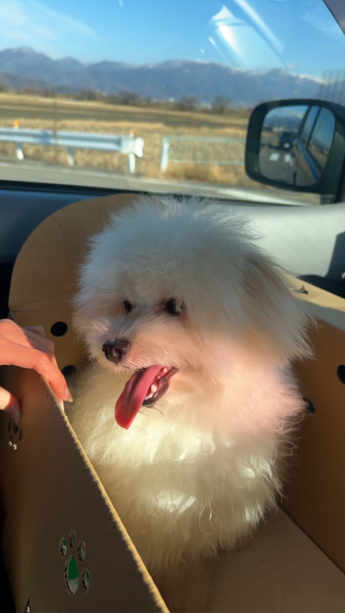 chamocolab22's tweet image. 新しい家族お迎えしました✨️
ポメプーくんの福丸君です！
これからもポメラニアンのラヴくんと福丸をよろしくお願いします🙏
 #ポメラニアン #ポメプー #犬多頭飼い #犬の居る暮らし