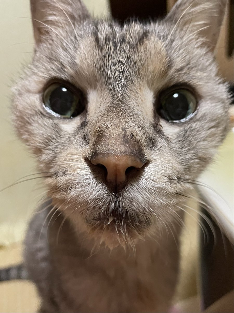 ちゃあこ tweet media