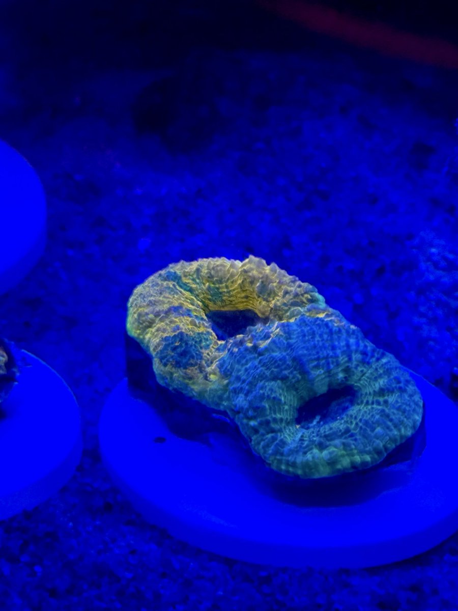 Blue_aqa's tweet image. これ見てるだけでお酒がすすむ🤤
他にも色々買ったけど、電池切れ🫥
老いには勝てぬ…
@Care_Frag 
@samusui253