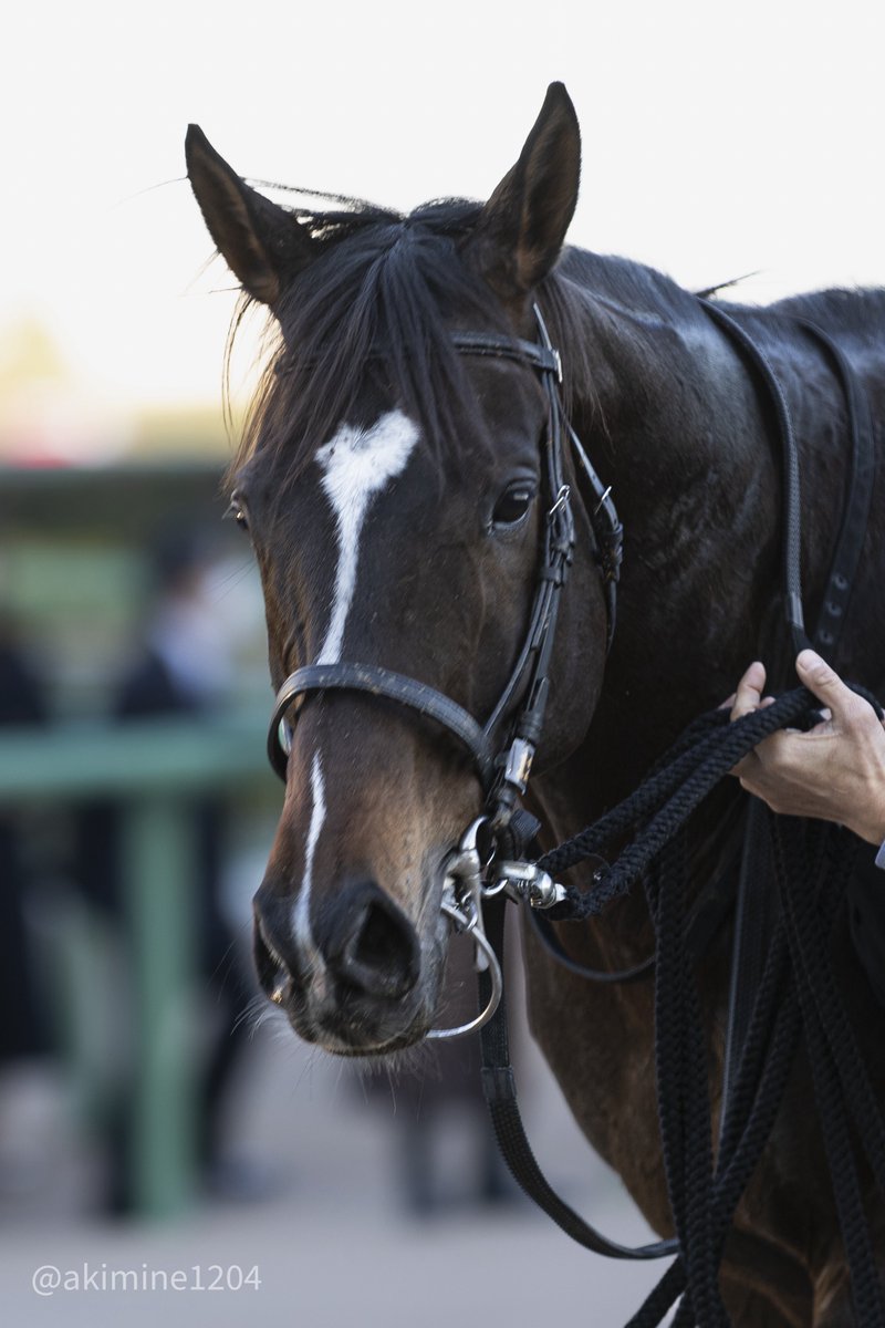 おねたん (@ex_machina_z) / Posts / X