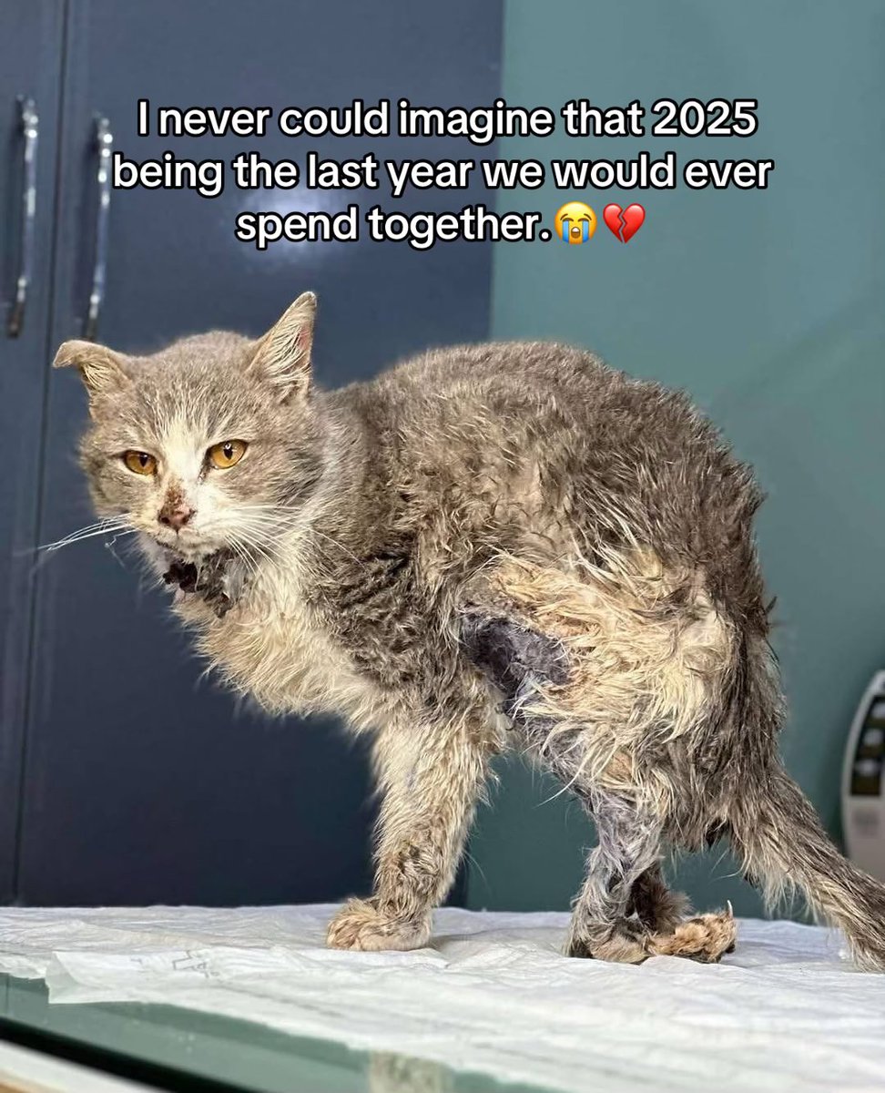 samdogrescue's tweet photo. I never could imagine that 2025 being the last year we would ever spend together 😭💔. 

THESE ANGEL STILL NEED A LOT OF QUICK HELP PLEASE, PLEASE HELP X

IT IS NEVER TOO LATE FOR A GOOD ACT BE THE SAVIOR FOR ALL THE SUFFERING AND HUNGRY FUR NOSES
DONATE 🆘🆘 https://t.co/HkUngZha6f