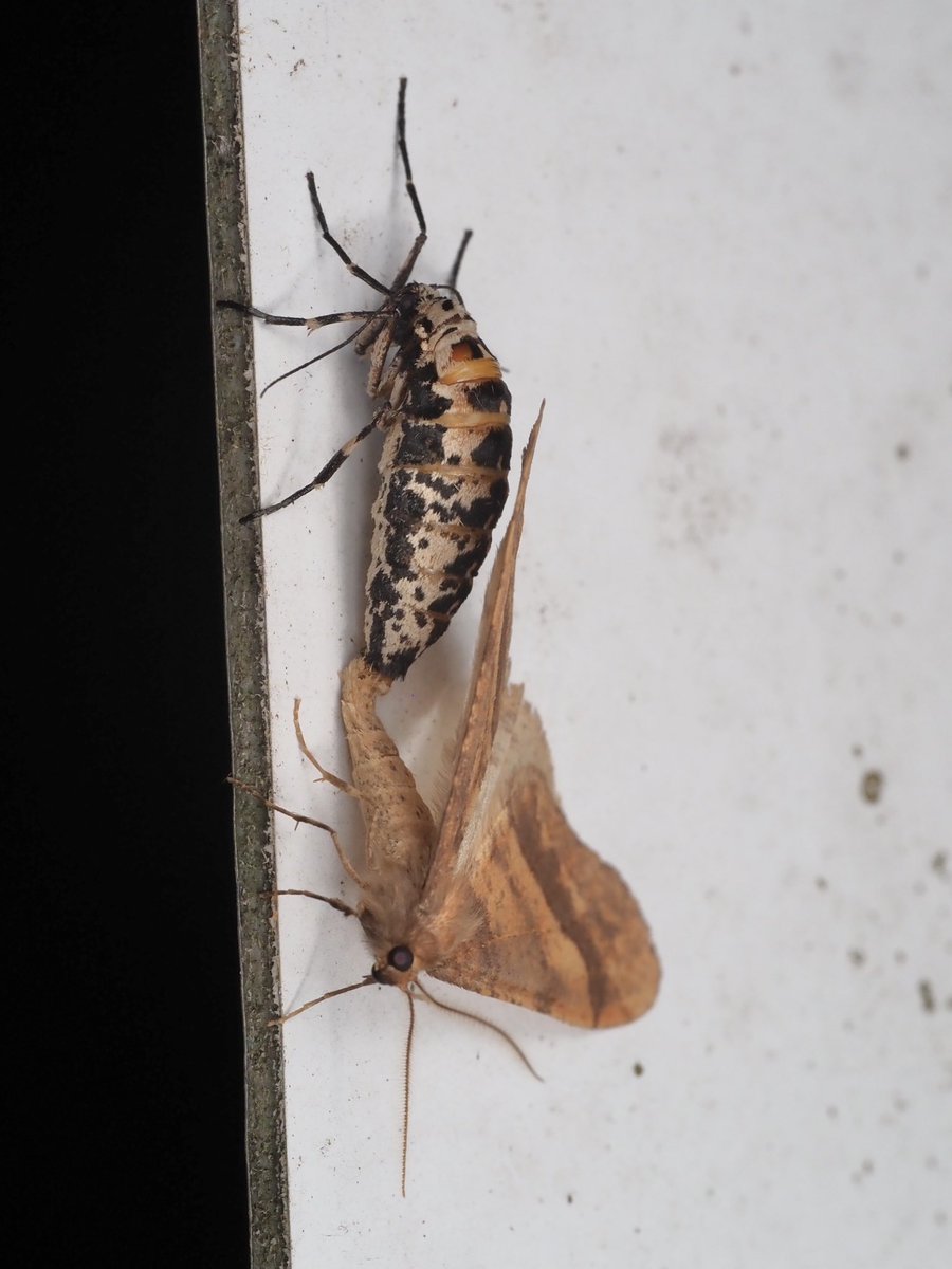 ようやく…ようやく君に会えた…
先輩と2人で徘徊を繰り返すこと4年…
奇妙な模様と規格外のデカさに、開いた口が塞がらなかった
異名"ホルスタイン"は伊達じゃない